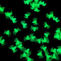 50 Luminous Glowing Spiders Halloween Decoration