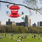 Bee-Proof Hummingbird Feeder with Perch - 473 ml Capacity