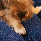 Comfortable Dog Bed – CheesecakeComfort Bed