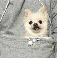 Doggie Kangaroo Hoodie