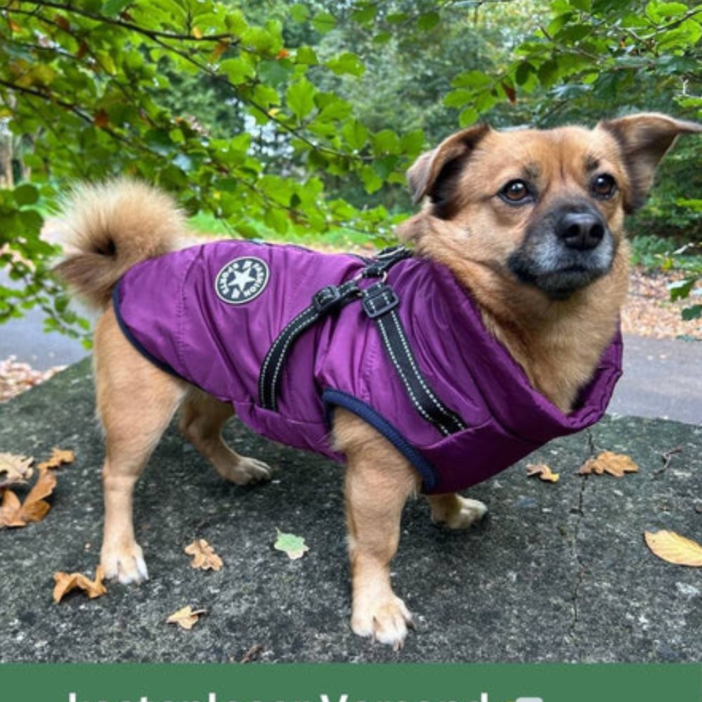 DryPaw Waterproof Dog Coat
