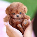 FurMotion Friend – Lifelike Plush Dog for Kids & Collectors