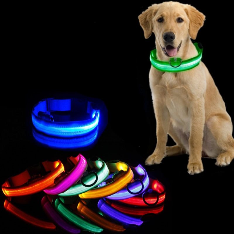LED Dog Collar with Rechargeable Lighting – GlowCollar