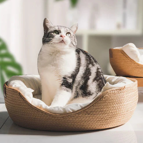 Pet Bed | Woven Bamboo & Raised Side Walls