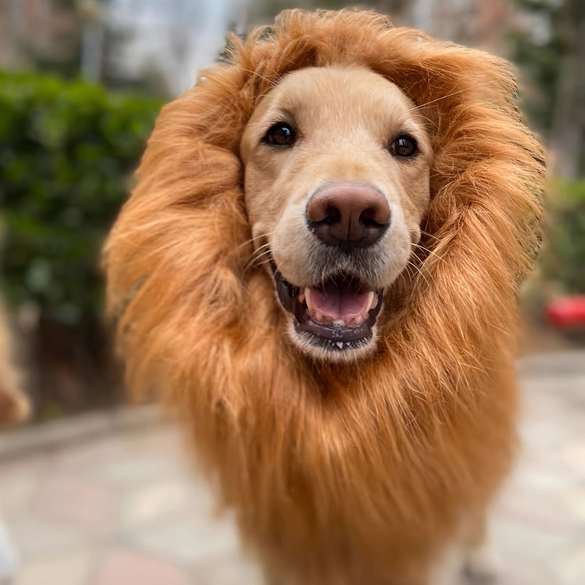 Realistic lion mane dog costume – adjustable lightweight Halloween outfit