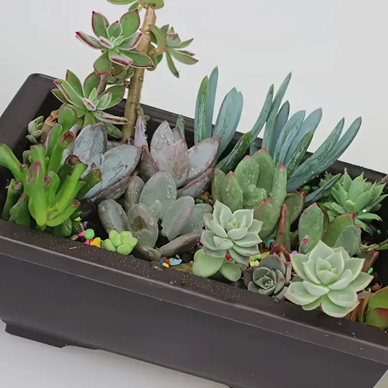 Rectangular Plant Pot with Saucer for Garden and Balcony