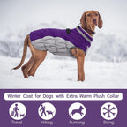 SafeWalk Winter Harness Jacket – Waterproof Dog Jacket with Reflective Strips and Fleece Lining