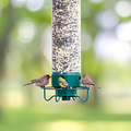 Squirrel-Proof Hanging Bird Feeder for Outdoor Use