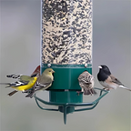 Squirrel-Proof Hanging Bird Feeder for Outdoor Use