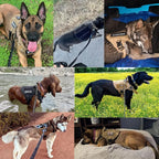 Tactical dog harness in nylon with handle, quick-release buckles and MOLLE webbing, padded and escape-proof, also in set