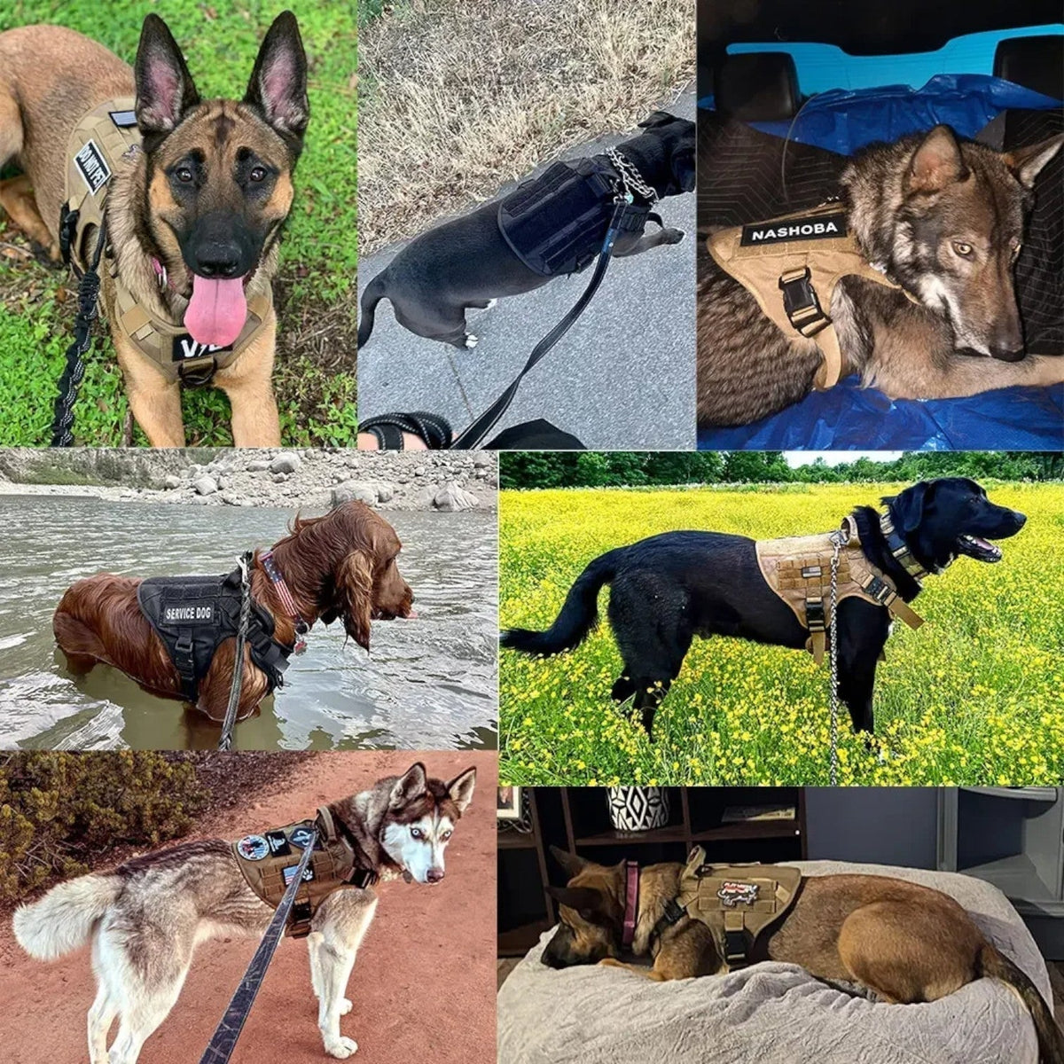 Tactical dog harness in nylon with handle, quick-release buckles and MOLLE webbing, padded and escape-proof, also in set