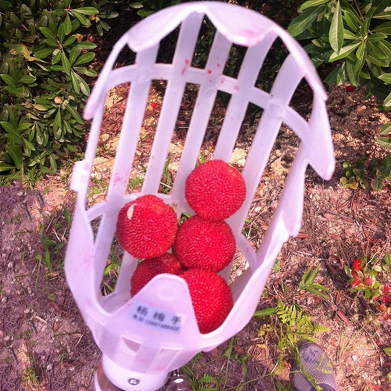 Telescopic fruit picker with basket