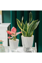 Transparent Office Plant Pot