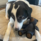 Ultra-Durable Dog Toy for Heavy Chewers – Reinforced Bear Design