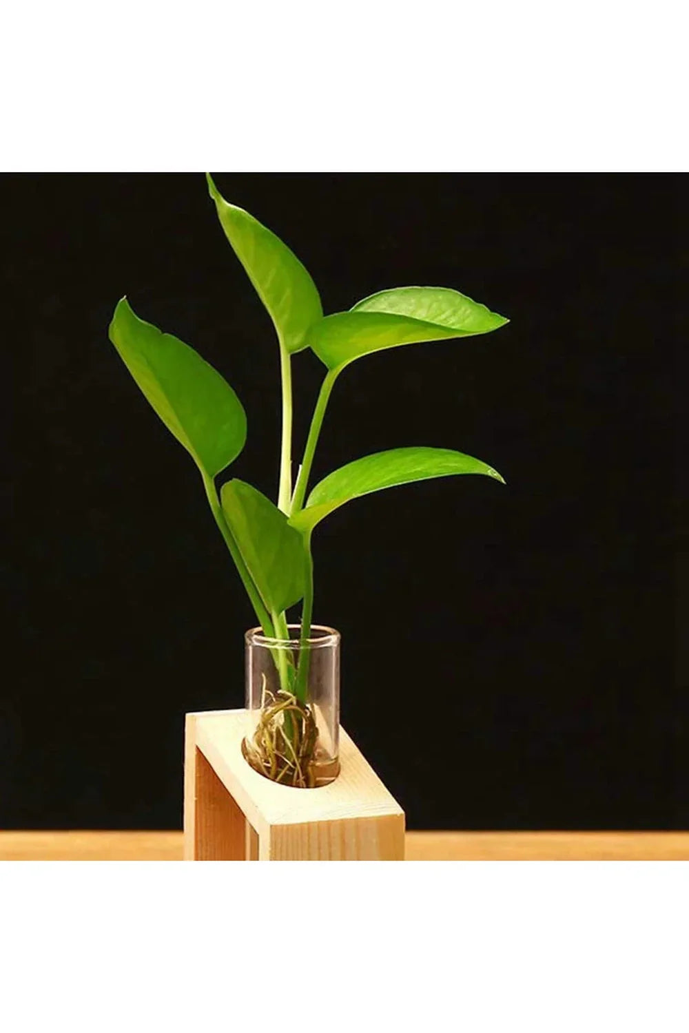 Wooden Plant Pot with Glass Test Tube