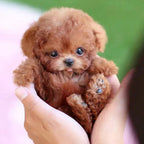 Lifelike Interactive Robot Dog Toy shown in walking and sitting poses revealing internal skeleton design