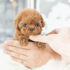 Lifelike Interactive Robot Dog Toy displayed in carry bag highlighting portable construction and plush-like surface