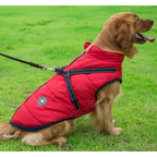 Dog wearing 3-in-1 winter coat showing secure fit and comfort