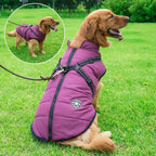 Stylish dog wearing trendy 3-in-1 winter coat with premium materials